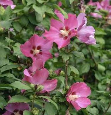 Hochstamm Garteneibisch Pink Gigant 80-100cm - Hibiscus