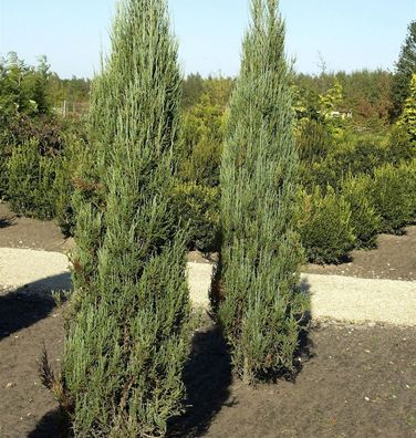 Blauer Raketenwacholder 100-125cm - Juniperus scopulorum