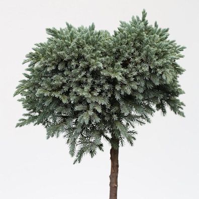 Hochstamm Blauer Sternwacholder 60-80cm - Juniperus squamata