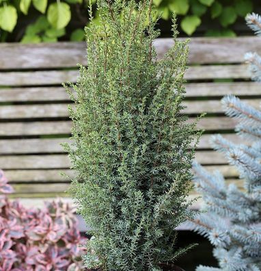 Säulen Wacholder Sentinel 80-100cm - Juniperus communis