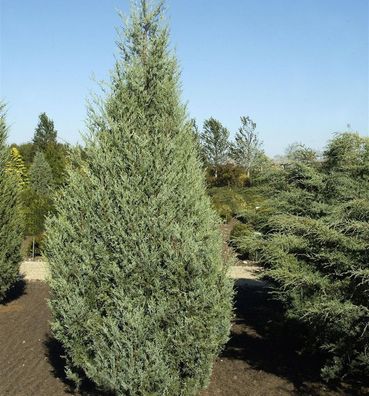 Säulenwacholder Wichita Blue 60-80cm - Juniperus scopulorum
