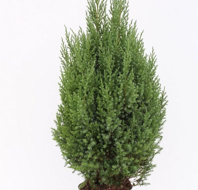 Blauer Kegelmooswacholder 60-80cm - Juniperus chinensis