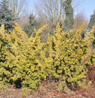 Gelber Moos Wacholder 50-60cm - Juniperus chinensis