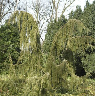 Wildwacholder Horstmann 80-100cm - Juniperus communis
