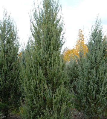 Raketenwacholder Skyrocket 125-150cm - Juniperus scopulorum