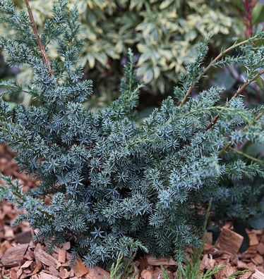 Strauchwacholder Blue Alps 80-100cm - Juniperus chinensis