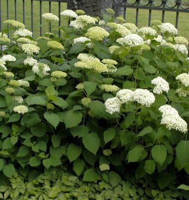 Ballhortensie Bounty 40-60cm - Hydrangea arborescens