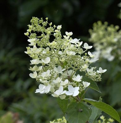 Rispenhortensie Unique 40-60cm - Hydrangea paniculata