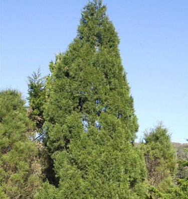 Zypressen Wacholder Spartan 100-125cm - Juniperus chinensis