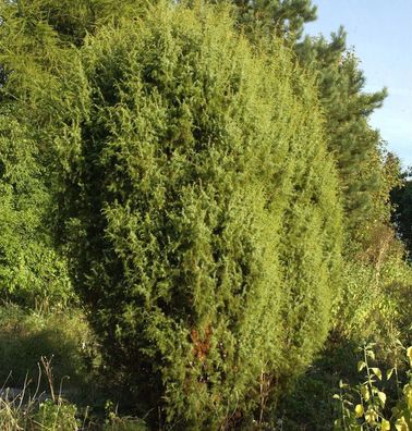 Gemeiner Wacholder 125-150cm - Juniperus communis