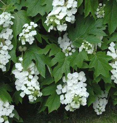 Eichenblättrige Hortensie Black Porch 30-40cm - Hydrangea quercifolia