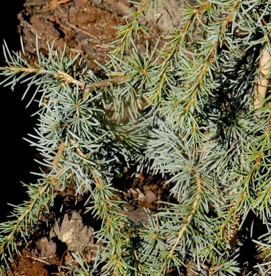 Säulen-Atlaszeder 40-60cm - Calocedrus decurrens