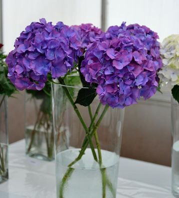 Bauernhortensie Jip Blue® 30-40cm - Hydrangea macrophylla