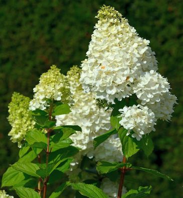 Rispenhortensie Hercules 40-60cm - Hydrangea paniculata