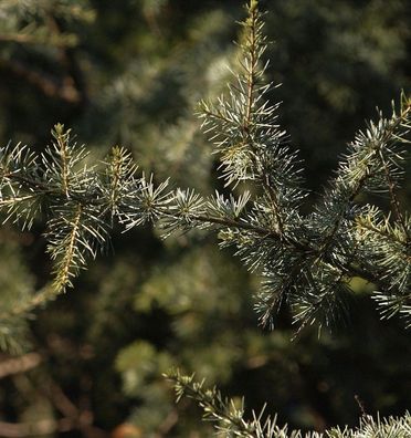 Himalaya Zeder Prostrata 40-60cm - Calocedrus deodara