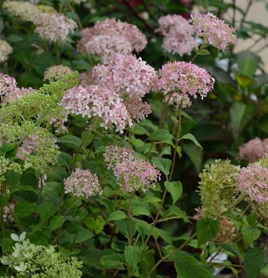 Ballhortensie Marshmellow 30-40cm - Hydrangea arborescens