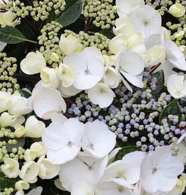 Bauernhortensie Benxi 30-40cm - Hydrangea macrophylla