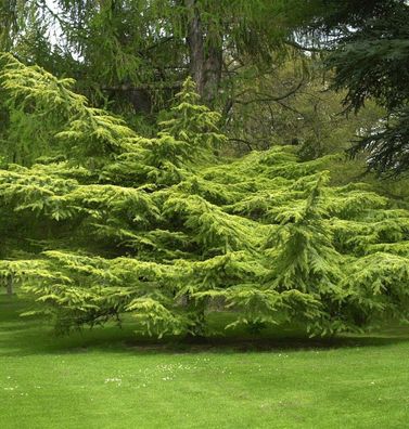 Goldene Atlaszeder 80-100cm - Cedrus atlantica