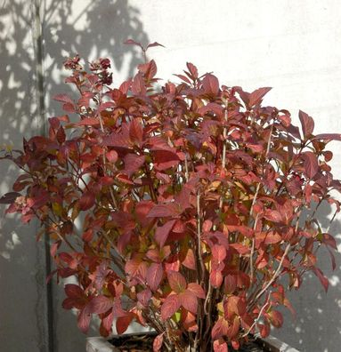 Bauernhortensie Tovelit 30-40cm - Hydrangea macrophylla