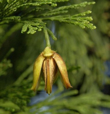 Weihrauchzeder 80-100cm - Calocedrus decurrens