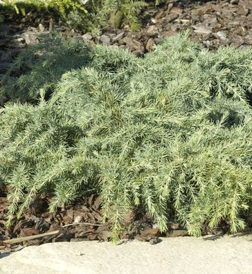 Himalaya Zeder Feelin Blue 60-80cm - Cedrus deodara