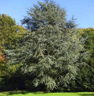 Blaue Atlaszeder 125-150cm - Cedrus atlantica