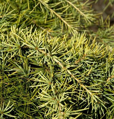 Himalaya Zeder Golden Horizon 80-100cm - Cedrus deodara