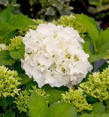 Bauernhortensie Bright White® 30-40cm - Hydrangea macrophylla