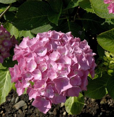 Bauernhortensie Tiffany Pink® 30-40cm - Hydrangea macrophylla