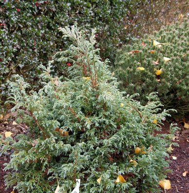 Zwerg Silberzypresse Baby Blue 15-20cm - Chamaecyparis pisifera