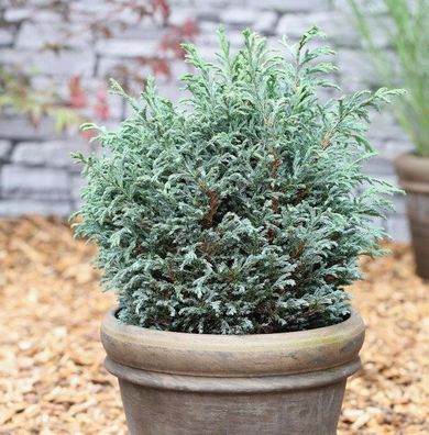 Scheinzypresse Blue Moon® 20-25cm - Chamaecyparis pisifera