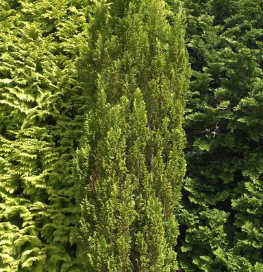Kegelzypresse Ellwoodii Gold 30-40cm - Chamaecyparis lawsoniana