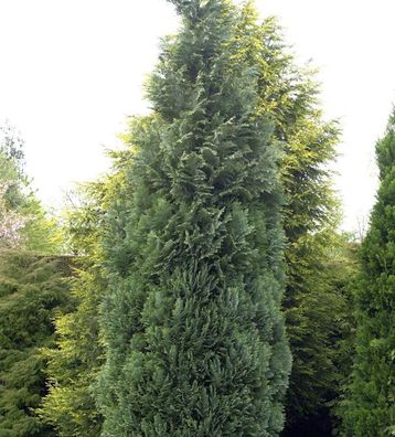 Blaue Säulenzypresse 30-40cm - Chamaecyparis lawsoniana