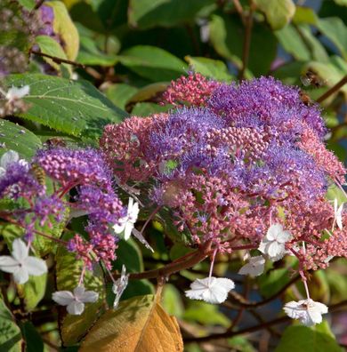 Fellhortensie Kawakami 40-60cm - Hydrangea aspera