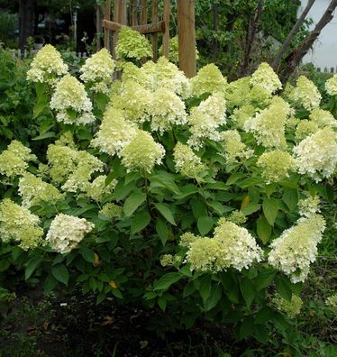 Rispenhortensie Mojito 30-40cm - Hydrangea paniculata