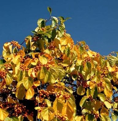 Rundblättriger Baumwürger 60-80cm - Celastrus orbiculatus