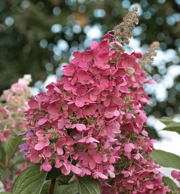 Rispenhortensie Living Pink Promise 40-60cm - Hydrangea paniculata