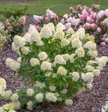 Rispenhortensie Living Suger Rush 40-60cm - Hydrangea paniculata