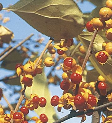 männlicher Baumwürger Herculus 60-80cm - Celastrus orbiculatus