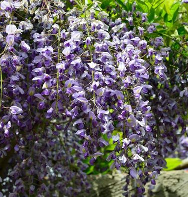 Blauregen 40-60cm - Wisteria floribunda
