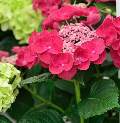 Teller Hortensie Cotton Candy® 20-30cm - Hydrangea serrata