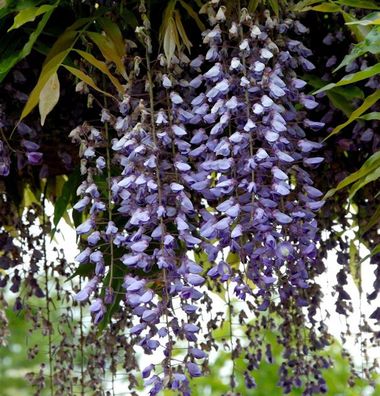 Blauregen Macrobotrys 40-60cm - Wisteria floribunda