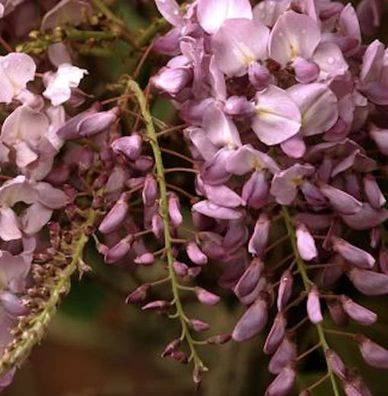 Blauregen Rosea 40-60cm - Wisteria floribunda