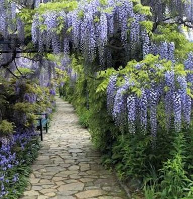 Blauregen Domino 60-80cm - Wisteria floribunda