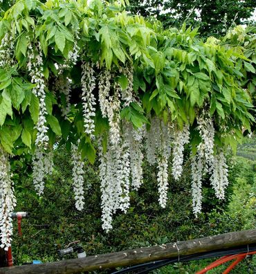 Weißer Blauregen Longissima 60-80cm - Wisteria floribunda