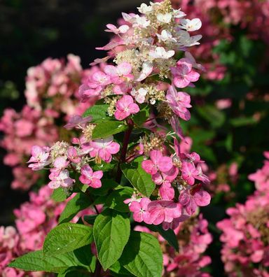 Rispenhortensie Little Quick Fire® 30-40cm - Hydrangea paniculata