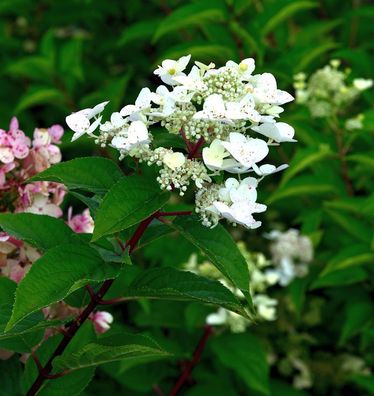 Rispenhortensie Polestar® 30-40cm - Hydrangea paniculata