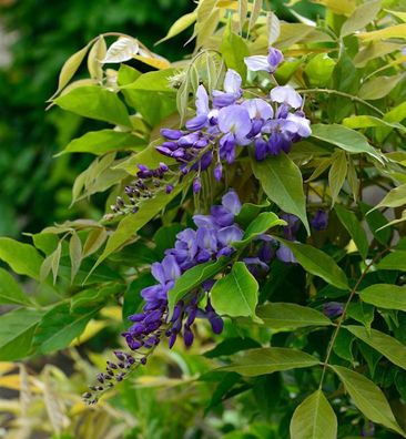 Chinesischer Blauregen Prolific 60-80cm - Wisteria sinensis