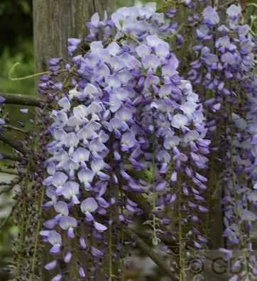 Niedriger Blauregen Okayama 60-80cm - Wisteria sinensis