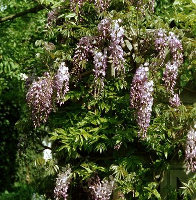 Niedriger Blauregen Shiro Beni 60-80cm - Wisteria sinensis